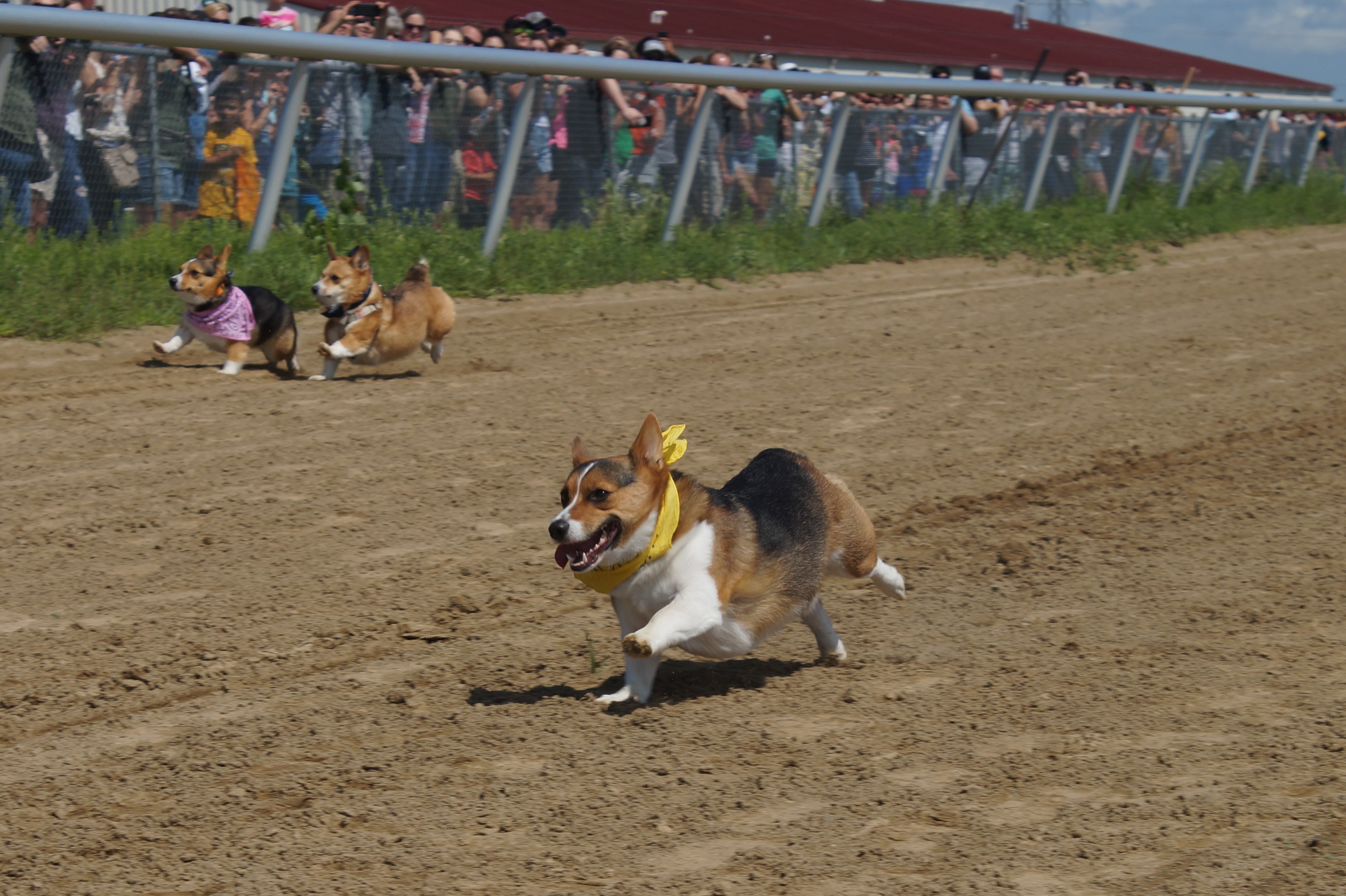 Corgis hit the track for the Red River Corgi Races - InForum